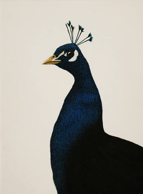 Drawing on paper with ink and paint by Peter Colstee of a peacock in realistic style